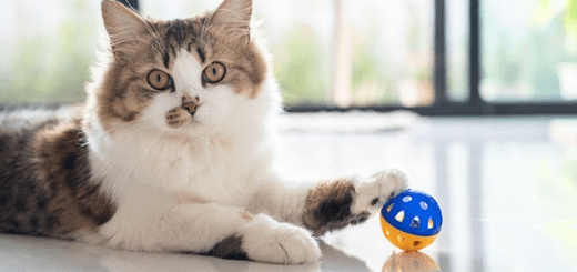 How to Keep an Indoor Cat Entertained (10 Awesome Tips & Ideas)