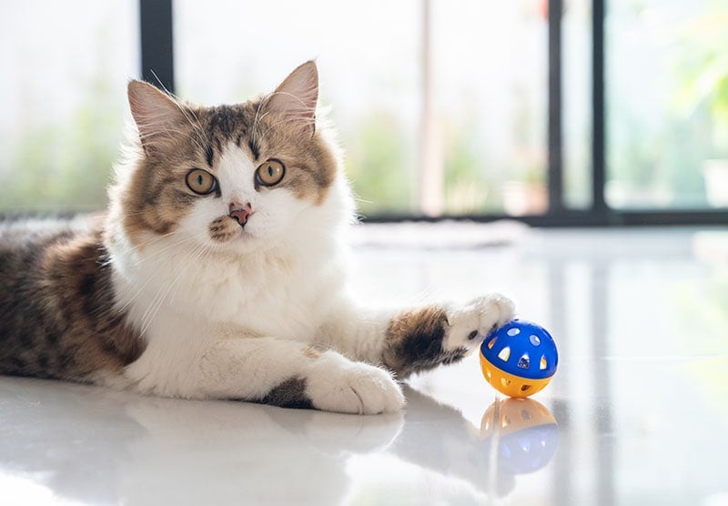 How to Keep an Indoor Cat Entertained (10 Awesome Tips & Ideas)